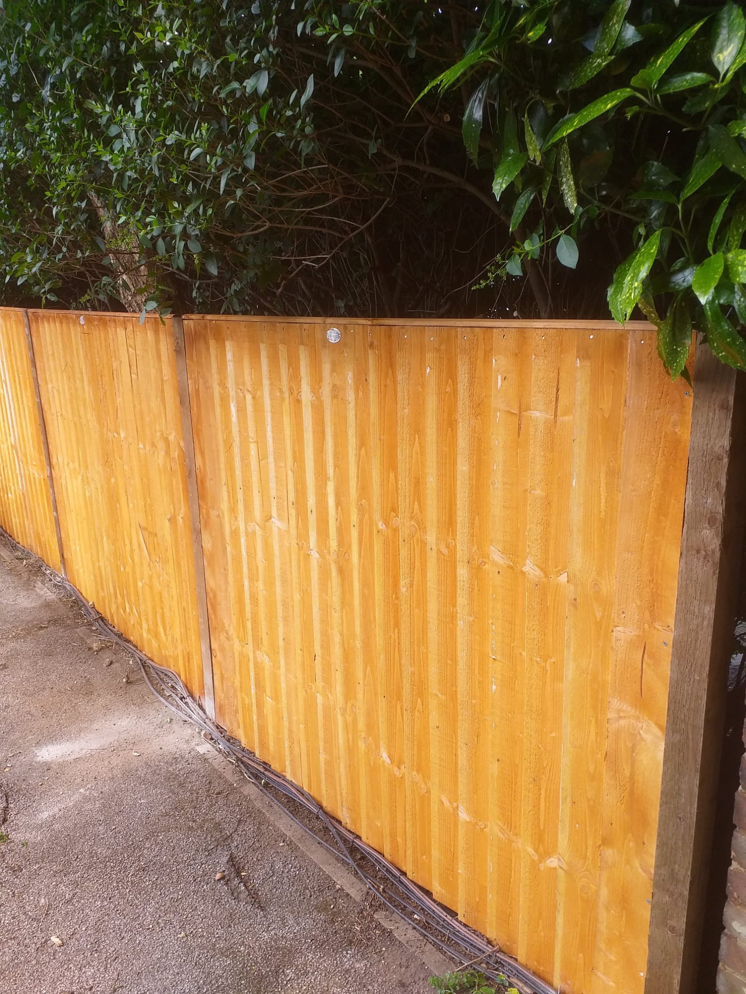Close-board timber fencing with concrete posts